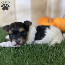 Emily/Biewer Terrier									Puppy/Female	/6 Weeks,Hey There, My name is Emily! I am a very beautiful female Biewer puppy! I was born on October 5th, 2024. I am such a sweet little girl! I’m looking for my new family, could that be with you? If you choose me I will come home to you vet checked with my vaccinations and deworming up to date and I will also be microchipped! If you think that I would be the perfect little addition for your family, then please call or text to find out more information about me!