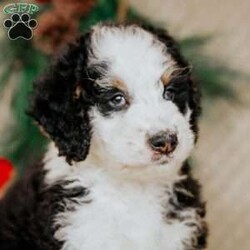 Hector/Bernedoodle									Puppy/Male	/7 Weeks,Do you love Bernese Mountain dogs but struggle with the heavy shedding then take a look at this puppy. With their poodle hair but Bernese happy personality they are sure to please.