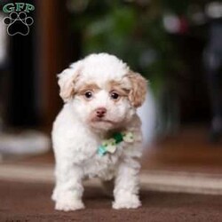 Jude/Shih-Poo									Puppy/Male	/8 Weeks,Meet Jude the adorable Shihpoo puppy, the perfect mix of charm and cuteness! With a soft, fluffy coat and sparkling eyes, this little one is bound to steal your heart. Shihpoos are a delightful blend of Shih Tzu and Poodle, combining the affectionate and playful nature of both breeds.