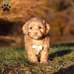 Everett/Cockapoo									Puppy/Male	/9 Weeks,Meet our handsome Cockapoo puppy named Everett! He is a delightful boy that is filled with charm and intelligence, he has already stolen our hearts with his playful personality and affectionate nature. Whether he’s bouncing around in the backyard, playing with his favorite toys or snuggling up for a nap, this little one is just a ray of sunshine:) He would be the perfect addition to any loving home!