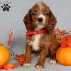 Scout/Cavapoo									Puppy/Male	/8 Weeks,Prepare to fall in love!!! My name is Scout and I’m the sweetest little F1b cavapoo looking for my furever home! One look into my warm, loving eyes and at my silky soft coat and I’ll be sure to have captured your heart already! I’m very happy, playful and very kid friendly and I would love to fill your home with all my puppy love!! I am full of personality, and ready for adventures! I stand out above the rest with my beautiful fluffy red coat with white markings!!… I will come to you vet checked, microchipped and up to date on all vaccinations and dewormings . I come with a 1-year guarantee with the option of extending it to a 3-year guarantee and shipping is available! My mother is Winnie, our sweet 14# cavapoo with a heart of gold and my father is Theo, a 6# AKC red mini poodle and he has been genetically tested ! Both of the parents are on the premises and available to meet! Why wait when you know I’m the one for you? Call or text Martha to make me the newest addition to your family and get ready to spend a lifetime of tail wagging fun with me! (7% sales tax on in home pickups) 