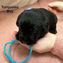 Gorgeous Black Goldador Pups - pets/assistance//therapy etc/Goldador/Mixed Litter/5 weeks,Gypsy our gorgeous Charcoal Labrador had had her litter of Black Goldadors

9 beautiful Black Goldador puppies born on 25th October to truly stunning parents.

8 Girls and 1 Boy

Both parents are fully trained dogs, these dogs make ideal pets or workers, amazing temperament, can be seen with mum at home

A mix of healthy Black girls and boys

The Goldadors are bred to bring together the Golden Retrievers sensitivity and the placid nature of the Labrador.
So we now have the Goldador which combines the best of both, an easy going nature with intelligence

A perfect choice for a therapy dog, guide dog, service dog, worker, these Goldador's also make an awesome family pet, with their friendly and sociable nature

These are a perfect choice for first time dog owners and families with children as they are so tolerant .

Mum is Gypsy is a beautifully bred Labrador and Dad Zelensky is fully DNA tested, hip and elbow scored, who is extensively health tested, and has sired some amazing pups

He is fully health tested with both parents health tested & great scores running through their multi-generational pedigree.

* BVA/KC Hip & Elbow Dysplasia Screening:
 - Hips 6/5
 - Elbows 0/0

* Recent BVA/KC/ICDS Eye Screening
- Unaffected
* Recent BVA/KC/ICDS/PLA (Gonioscopy) - 0 in both eyes

* Progressive retinal atrophy (GR_PRA1) - CLEAR
* Progressive retinal atrophy (GR_PRA2) - CLEAR

These were born and will be raised in our home, with our family we are 5 star Council licensed breeders - Wyre Borough Council - AAL0087

No time wasters please.

Good homes wanted, please call for more information and viewing appointments

They will leave with a Pilling Gun Dog puppy pack

Vet checks
5 weeks free KC insurance
First vaccination
Microchipped
Flea/worm treated
James Wellbeloved Puppy food
Raw Puppy food
Blanket
Puppy toy
5 generation pedigree certificate
Puppy contract and receipt

If you would like to reserve one, please contact us on

Sadly due to the current climate I have to point out that we had two fully protection trained free range Belgian Malinois, Caucasian Shepherd and Rotweiller who like introducing themselves to unscheduled visitors!! We also have CCTV, direct to police alarms etc but I assume you would like to keep all your limbs as this is more of a deterrent - You have been warned