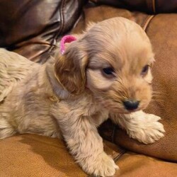 Cockapoo four beautiful girls golden red/Cockapoo/Female/9 weeks,***REDUCED****
1 beautiful girl left, in main photo still available
ready to take home today
Four beautiful girls, very similar markings but different personalities, all lovely and friendly and spoilt by the children.
Mum can be seen she is lovely and always friendly.
Used to passing cars and animals on the farm.
Dad is a fox red miniature poodle
Mum is a orange roan show cocker spaniel, beautiful pet
All will be health checked and microchipped before leaving for their forever home.