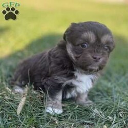 Trixie/Peekapoo									Puppy/Female	/9 Weeks,Hey There, My name is Trixie! I am a very beautiful female Peekapoo puppy! I was born on September 18th, 2024. I am such a sweet little girl! I am looking for my new family, could that be with you? If you choose me I will come home to you with my vaccinations and deworming up to date. If you think that I would make the perfect little addition to your family, then please call or text to find out more information about me!