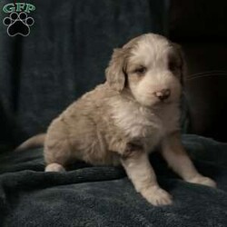 Willow/Aussiedoodle									Puppy/Female	/October 13th, 2024,Come meet your forever friend. She loves to play and explore. She is from a litter of 5 healthy happy puppies. Vet checked and up to date on shots and has been dewormed.