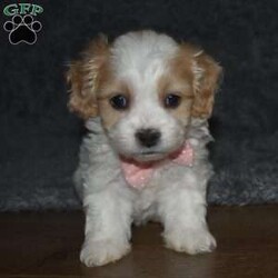 Trisha/Cavachon									Puppy/Female	/6 Weeks,Trisha is outgoing,playful and has sweet cavachon temperment. She’s looking for her forever home. 