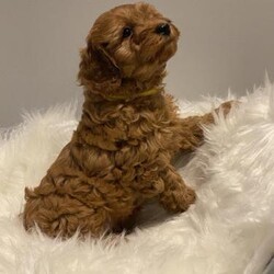 Gorgeous, health tested, Red Cavapoo BOYS/Cavapoo/Male/7 weeks,My beautiful, sweet, Deep Red, Cavapoo girl has given birth to a wonderful litter of Red BOYS XX

Mom is my wonderful Cavapoo girl who is extensively health tested.

Dad is a stunning, Friendly, Red, Miniature Poodle who also is extensively health tested.

Pups will come:
Fully wormed to date
Microchipped
Vet Checked and have 1st Vaccination
Also included:
A bag of the quality Royal Canin Puppy food
Toys
Bowl
Poo bags
A blanket with mom/siblings smell on for easy transition to their new home.

 These babies have wonderful curls and are extremely loving and affectionate ??????

Cavapoos are a really affectionate breed they are also sociable, very friendly & easy to train making them the perfect pet

These fur babies have been bred for health and temperament. & they are the most perfect example of the breed so beautiful
Both parents have wonderful characters - loving, intelligent, confident and with non shedding coats which is great for allergy sufferers and less vacuuming