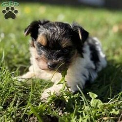 Emily/Biewer Terrier									Puppy/Female	/6 Weeks,Hey There, My name is Emily! I am a very beautiful female Biewer puppy! I was born on October 5th, 2024. I am such a sweet little girl! I’m looking for my new family, could that be with you? If you choose me I will come home to you vet checked with my vaccinations and deworming up to date and I will also be microchipped! If you think that I would be the perfect little addition for your family, then please call or text to find out more information about me!