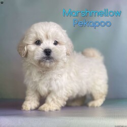 Marshmellow/Peekapoo									Puppy/Male	/8 Weeks,Hey There, My name is Marshmellow! I am a very cute male Peekapoo puppy! I was born on September 24th, 2024. I am such a sweet little boy! I am looking for my new family, could that be with you? If you choose me I will come home to you with my vaccinations and deworming up to date. If you think that I would make the perfect little addition to your family, then please call or text to find out more information about me!