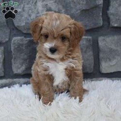 River/Cavapoo									Puppy/Female	/8 Weeks,I offer a one year health guarantee. Up to date on shots and dewormings. I’m looking for a loving indoor home. Shipping options are available anywhere in the US. All Sunday calls are returned on Mondays. Thanks Jon