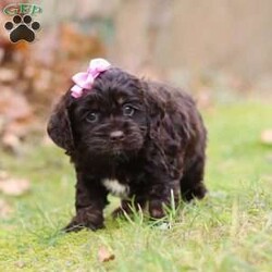 Cleo/Cockapoo									Puppy/Female	/6 Weeks,Cleo is the sweetest F1 Cockapoo around! With her floppy ears and sweet puppy dog eyes she is used to getting her way:) This little sweetheart has us all wrapped around her little paw. A soft, silky coat and rambunctious personality are just a few of her winning qualities. Highly trainable, focused, and extremely adorable, the Cockapoo was built for family life. If you are looking for a dog that will keep up with the fast-paced and ever-changing schedule of a family with kids, this is the perfect match. Cockapoos are calm when they are not exercising but can also be very playful and social!