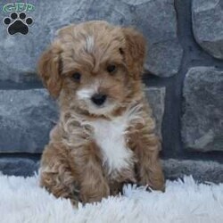 River/Cavapoo									Puppy/Female	/8 Weeks,I offer a one year health guarantee. Up to date on shots and dewormings. I’m looking for a loving indoor home. Shipping options are available anywhere in the US. All Sunday calls are returned on Mondays. Thanks Jon