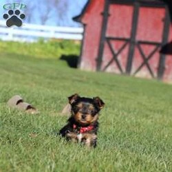 Marshall/Yorkie									Puppy/Male	/8 Weeks,Meet the most darling Yorkshire Terrier, Marshall! This handsome boy is playful yet affectionate and he has a curious personality that keeps every day interesting. Yorkies are well known for their intelligence, trainability & loyalty to their owners, they also tend to shed very little so they make wonderful family pets. We have always loved this breed, their brave and feisty spirit sets them apart from others!