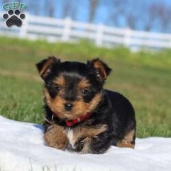 Marshall/Yorkie									Puppy/Male	/8 Weeks,Meet the most darling Yorkshire Terrier, Marshall! This handsome boy is playful yet affectionate and he has a curious personality that keeps every day interesting. Yorkies are well known for their intelligence, trainability & loyalty to their owners, they also tend to shed very little so they make wonderful family pets. We have always loved this breed, their brave and feisty spirit sets them apart from others!