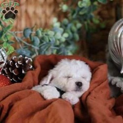 Tiny-Frosty/Bichon Frise									Puppy/Male	/6 Weeks,, a little winter wonder, is a Bichon Frise puppy with a heart as pure as the driven snow. His soft, white fur and playful spirit make him the perfect Christmas companion. Whether he’s frolicking in the snow or curled up by the fireplace, Frosty is sure to bring joy and warmth to your home.