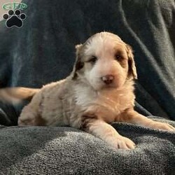 Willow/Aussiedoodle									Puppy/Female	/October 13th, 2024,Come meet your forever friend. She loves to play and explore. She is from a litter of 5 healthy happy puppies. Vet checked and up to date on shots and has been dewormed.