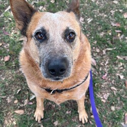 Bingo/Australian Stumpy Tail Cattle Dog/Female/4 Years 6 Months,Hello friends my name is Bingo and I'm on the search for my new forever home! I'm a charming chunky girl who is on the lookout for my new forever home, I've had a pretty rough start to life and don't always know how to be a dog but I try super hard. I've built some really nice bonds with some friends here at the shelter and now I'm much better at making friends and I'm ready to meet my forever family. I'm a sensitive girl still though and need a home where my boundaries are respected and I can have predictable interactions with people. It would be better to have a few trusted adults in the home that I can learn to love and trust. I've also met a few dogs here at the shelter and I'm respectful but very uncomfortable and prefer to keep my distance so it would also be best to be the only dog in your home.  I am a cattle dog and so can also sometimes be really subtle in communicating things to my friends so it would be good if my new family did some research about my breed so we stay on the same page and I don't get overwhelmed by accident. I'll also need a family committed to my ongoing weight loss journey as I'm still quite a few kilos away from where my vet would like me to be.  Requirements: If you're looking for a sweet girl who needs some TLC and a lot of understanding then I'm hoping you might bring me into your loving home. Come down to the Hunter shelter and the staff can help us get to know each other, I'll be waiting! Love, Bingo