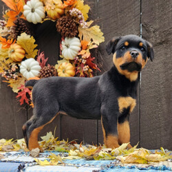 Adopt a dog:Illo/Rottweiler/Male/12 weeks,Are you looking for the best puppy ever? Well, you found me! My name is Illo and I am the best! How do I know? Well, just look at me. Aren't I adorable? Also, I come up to date on my vaccinations and vet checked from head to tail, so not only am I cute, but healthy too! I promise to be on my best behavior when I'm with my new family. I'm just a bundle of joy to have around. So, hurry and pick me to show off what an excellent puppy you have!