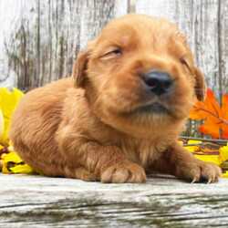 Adopt a dog:Nixon/Golden Retriever/Male/4 weeks,Hi, my name is Nixon. I am looking for someone to play with. I love to play fetch; it’s my favorite game. When I get tired, I will come and curl up next to you so we can go to sleep. I love to go to parks and meet new people and animals. I am very affectionate and love to give kisses. I promise if you take me home, I will brighten your days and will always love you unconditionally. I will come home to you up-to-date on my vaccinations and vet check. I am excited to meet you and become your new best friend!