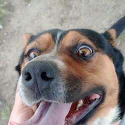 Tiger/Australian Kelpie/Male/2 Years 3 Months,Hi! I'm Tiger! I'm a super lovely kelpie boy who is looking for a home who can spoil me rotten! I'm energetic, playful and allround a goofy gentleman! I'm a high energy dog and I'll need someone who is willing to spend time with me and do lots of fun exercise and games! I would love to have nice quiet walks, sniff around for my food like a little treasure hunt, and snooze in the sun from time to time. I can be a bit exuberant, and will not be suited to young kids who I might knock over! Unfortunately, I have had a bit of a hard go of life and was in a situation where I couldn't always trust the people around me so I will need a family that is able to provide me with a bit of stability and trust. I haven't met many dogs and they can scare me a little bit so I'll will need to be the only pooch in your life, but don't worry, I promise to fill your home with my fun loving personality.  Requirements: Tiger is such a beautiful young man who is very eager to find his new furever home! Come on down to the Hunter shelter and meet him today! Love and tail wags, Tiger!