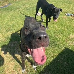 Leia/Mastiff / Staffordshire Bull Terrier/Female/1 Year 11 Months,Hello there, my name is Leia, a 1-year-and-7-month-old Staffordshire Bull Terrier lady! I'm looking for a loving, patient, and kind human who can offer me a forever home. I still have lots to learn about life and once I show my true self am playful girl, who loves toys. I'm still learning about the world, so I need someone patient who can help me learn new things every day. I promise to be a quick learner and reward you with endless loyal companionship. As for other pets, I'd really like to be your only fur-kid. I don't haven't met many other animals, but I do best when I can be the star of the show.  I'm looking for a home with older children, who can understand my needs and shower me with the love I deserve. In return, I promise to be your best friend, your confidante, and your loving companion. Requirements: 