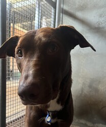 Red/Australian Kelpie/Male/1 Year 2 Months,**Hi there, I’m Red!**  I’m a 1-year-old Kelpie with a big heart and a lot of love to give. Life has been a little overwhelming lately, and I’m feeling scared here at the shelter. But I just know that with the right person, I can grow into the confident, happy boy I’m meant to be.  I’ll be honest—I’m a little shy when I meet new people or face new things. I just need some time to feel safe and learn to trust. Once I do, I’ll be your most loyal friend and cuddle buddy.  I’m looking for a calm and quiet home where I can relax and feel safe. Loud noises and busy environments make me nervous, so a peaceful household would be perfect for me. I'd do best with no small animals in the home, however, I do have some dog friends here at the shelter, and could do well with a doggy sibling. I would do well with a dog of a similar breed and age who would help give me some confidence in my new home. Sudden movements and unpredictable energy can startle me, so I’m hoping for a home without children under 12 years old. Since I’m a Kelpie, I’m smart and full of potential, but I’ll need someone who understands my breed and knows how to help me thrive.  I respond best to gentle, force-free training methods that use positive reinforcement. Treats, praise, and patience go a long way in helping me learn and feel secure. With consistent, kind guidance, I’ll build confidence and show you just how clever I can be.  I’d love a place where I can spend time both indoors with my family and outdoors stretching my legs. With patience, love, and understanding, I’ll be the best companion you could ever ask for. Are you the calm, kind person I’ve been waiting for? If so, I’d love to meet you and start our journey together!  If you are interested in meeting Red please call 0477 064 192 or fill out the application form   and someone will get in contact to book an appointment! Requirements: – Quiet/Calm household -Must meet all dogs – No small animals in the home – No children under 12 years – Experienced owner – Indoor/Outdoor access