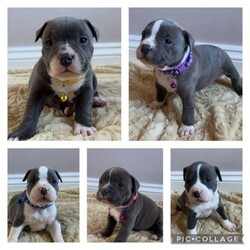 Staffordshire bull terrier puppies/Staffordshire bull terrier/Mixed Litter/4 weeks,6 healthy chunky Staffordshire bull terriers 5 girls 1 boy will come with puppy pack these was born 20 of October 24
1 male 1000 girls 1400 each 300 deposit to secure your pup 5 star homes only mum dad are our family let’s