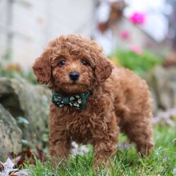 Rolo/Miniature Poodle									Puppy/Male																/9 Weeks,Meet Rolo! the sweetest AKC Toy Poodle puppy you’ve been waiting for! Raised in a caring and nurturing home, He has grown into a well-socialized and confident little guy, ready to fill his forever home with joy and laughter. His gentle and friendly personality makes him a perfect companion for families, whether you have kids, other pets, or frequent visitors. Plus, with his intelligence and eagerness to please, He is a quick learner and a joy to train—making every moment with him even more rewarding!