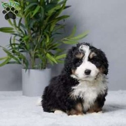 Rock/Mini Bernedoodle									Puppy/Male																/7 Weeks,Meet Rock, the sweetest little Mini Bernedoodle boy who’s ready to melt your heart! This charming guy is raised with love by our family, making him the perfect companion for yours. Rock is vet-checked, microchipped, and up-to-date on his vaccines and dewormer, so he’s all set to join your home happy and healthy. His gentle, playful nature makes him a great fit for kids, snuggles on the couch, or fun outdoor adventures. Rock is more than just a puppy—he’s ready to become your best friend. Don’t wait—this precious boy is eager to bring joy to his forever family!