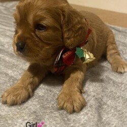 Red cavapoos ready on the 22nd december/cavapoo/Mixed Litter/8 weeks,on the 27th of october my family owned cavapoo gave birth to 6 healthy beautiful puppies
4 GIRLS 2 BOYS
Boys £1200
Girls 1400
They will be ready to leave for there loving homes on the 22nd of december ??
deposits taken to secure your puppy
They will be microchiped, flead and wormed before leaving!!!
Loving homes only ??????