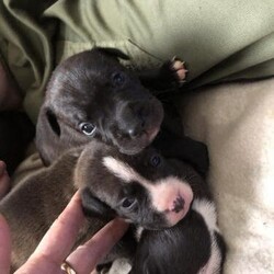 Kc Reg Staffordshire Bull terrier white/ blue/brindle/COI2.7/Staffordshire Bull Terrier/Mixed Litter/7 weeks,KC Registered Blue+Brindle/Black+Brindle Staffordshire Bull Terrier Puppies - From Loving Family Home with children and dogs. Both parents and grandparents are available to meet they are our family pets.

3bitches
5dog

5 Generation Pedigree certificate

Worm and flea treatment given.

Micro chipped

5 weeks free insurance


Dam and Sire Health Results :
DNA test - L-2HGA Hereditary Clear
DNA test - HC-HSF4Hereditary Clear
 COI2.7



Any questions please get in touch ??