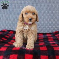 Coy/Mini Goldendoodle									Puppy/Male																/8 Weeks,Here comes the puppy of your dreams! Soft, fluffy, and kissable! This little cutie comes up to date on shots and dewormer and vet checked. The breeder made sure that the puppies are all well socialized with children and family raised. If you are interested in learning more about our puppies contact us today!