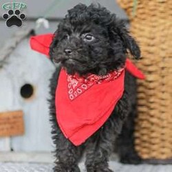 Alex/Toy Poodle									Puppy/Male																/11 Weeks,Meet the curliest, cutest bundle of love! This Miniature Poodle baby is eager to meet everyone, wiggling with joy over the thought of making a new friend. Our children love spending plenty of time with them, especially since these puppies are raised in our house where they can be near us all the time. Super friendly and fun, there will be no lack of excitement and laughter with one of them in your life! We are getting them vet checked, and up to date on shots and dewormer. Their father is a Toy Poodle, so these puppies are on the smaller side of Miniature. Call us soon to claim this cutie as yours!