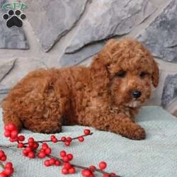 Junior/Toy Poodle									Puppy/Male																/10 Weeks,Meet Junior the little Toy Poodle puppy with a big heart and soft curls! This charming pup comes up to date on shots and dewormer and is vet checked. The mother is a Toy Poodle named Ruby and the father is also a purebred Toy Poodle! Our puppies are well socialized with children and family raised! If you are seeking a tiny pup who will stay small contact us today! 