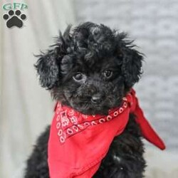 Alex/Toy Poodle									Puppy/Male																/11 Weeks,Meet the curliest, cutest bundle of love! This Miniature Poodle baby is eager to meet everyone, wiggling with joy over the thought of making a new friend. Our children love spending plenty of time with them, especially since these puppies are raised in our house where they can be near us all the time. Super friendly and fun, there will be no lack of excitement and laughter with one of them in your life! We are getting them vet checked, and up to date on shots and dewormer. Their father is a Toy Poodle, so these puppies are on the smaller side of Miniature. Call us soon to claim this cutie as yours!