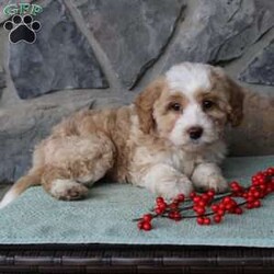 Regina/Mini Aussiedoodle									Puppy/Female														/9 Weeks,Do you need a fluffy, smart, and hypoallergenic Mini Aussiedoodle? This adorable little cutie comes up to date on shots and dewormer and will be vet checked before going home. The mother Miley is a Mini Aussiedoodle and the sire Range is a Miniature Poodle. If you are looking to add a new puppy to your home this holiday season contact us today! 