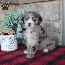 Kris/Mini Labradoodle									Puppy/Male																/6 Weeks,Here comes a multigenerational Mini Labradoodle puppy who is friendly, hypoallergenic, and has a luxuriously soft coat of curls! This little cutiepie comes up to date on shots and dewormer and is vet checked! The breeder specializes in the most hypoallergenic variety of Labradoodle puppies! The mother Kathy is a 3rd generation Mini Labradoodle and the sire Trooper is a Mini Poodle. If you are searching for the perfect puppy contact Nancy today! 