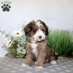 Teddy/Mini Bernedoodle									Puppy/Male																/October 3rd, 2024,Check out Teddy, a well-socialized Mini Bernedoodle puppy who is family-raised and people-oriented! This bubbly boy is vet-checked and up to date on shots & wormer, plus the breeder provides a 30-day health guarantee. Teddy has a happy-go-lucky personality and would make the best sidekick. If you want to learn more about this snuggly boy and how to make him yours, please call the breeder today!