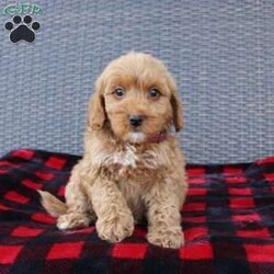 Coy/Mini Goldendoodle									Puppy/Male																/8 Weeks,Here comes the puppy of your dreams! Soft, fluffy, and kissable! This little cutie comes up to date on shots and dewormer and vet checked. The breeder made sure that the puppies are all well socialized with children and family raised. If you are interested in learning more about our puppies contact us today!