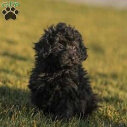 Alex/Toy Poodle									Puppy/Male																/11 Weeks,Meet the curliest, cutest bundle of love! This Miniature Poodle baby is eager to meet everyone, wiggling with joy over the thought of making a new friend. Our children love spending plenty of time with them, especially since these puppies are raised in our house where they can be near us all the time. Super friendly and fun, there will be no lack of excitement and laughter with one of them in your life! We are getting them vet checked, and up to date on shots and dewormer. Their father is a Toy Poodle, so these puppies are on the smaller side of Miniature. Call us soon to claim this cutie as yours!