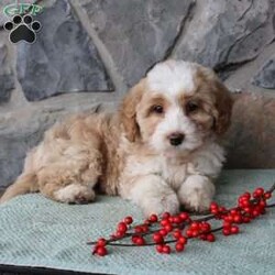 Regina/Mini Aussiedoodle									Puppy/Female														/9 Weeks,Do you need a fluffy, smart, and hypoallergenic Mini Aussiedoodle? This adorable little cutie comes up to date on shots and dewormer and will be vet checked before going home. The mother Miley is a Mini Aussiedoodle and the sire Range is a Miniature Poodle. If you are looking to add a new puppy to your home this holiday season contact us today! 