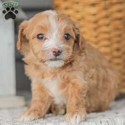 Barry/Maltipoo									Puppy/Male																/6 Weeks,Meet our adorable Maltipoo puppies! These puppies get their momma’s spunk and energy! We raise these puppies right along with our children! They share the house with us and are used to using puppy pads consistently.