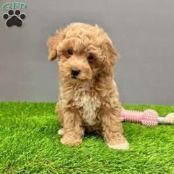 Maggie/Toy Poodle									Puppy/Female														/8 Weeks,Hi my name is Maggie!  I am a registered AKC Poodle.  I love to play and cuddle.  I have been family rasied with younger children and socialized.  I have been vet checked and micro-chipped.  I come with a one year genetic health guarantee.  I am current on all my vaccines and de-wormer.  I will come wtih a mama’s blanket, it has her scent on it, which will help make the transition smoother.  Delivery is available.  If you have any questions or would like more informationplease feel free to call or text Aaron (he can also send more pictures).  We can also FaceTime.   