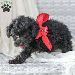 Alex/Toy Poodle									Puppy/Male																/11 Weeks,Meet the curliest, cutest bundle of love! This Miniature Poodle baby is eager to meet everyone, wiggling with joy over the thought of making a new friend. Our children love spending plenty of time with them, especially since these puppies are raised in our house where they can be near us all the time. Super friendly and fun, there will be no lack of excitement and laughter with one of them in your life! We are getting them vet checked, and up to date on shots and dewormer. Their father is a Toy Poodle, so these puppies are on the smaller side of Miniature. Call us soon to claim this cutie as yours!