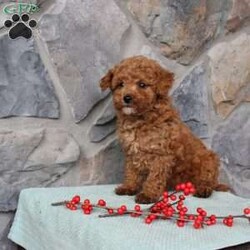 Junior/Toy Poodle									Puppy/Male																/10 Weeks,Meet Junior the little Toy Poodle puppy with a big heart and soft curls! This charming pup comes up to date on shots and dewormer and is vet checked. The mother is a Toy Poodle named Ruby and the father is also a purebred Toy Poodle! Our puppies are well socialized with children and family raised! If you are seeking a tiny pup who will stay small contact us today! 