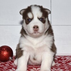 Adopt a dog:Chico/Siberian Husky/Male/5 weeks,Hi, I'm Chico, and I love to play! Everyone always tells me how beautiful I am! I always get happy and excited when you are ready to play because that's what I live for! My parents are both built very beautifully, so I'm hoping to look just like them when I grow up! I love attention and meeting new people, but being your companion is my number one goal! I promise to always love you and be the light of your life! I will come to you with my vaccinations up to date, so I will be healthy and happy. Pick me! I'm super excited to meet you!