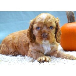 Adopt a dog:Garrison/Cocker Spaniel/Male/10 weeks,Your search has ended. Meet Garrison! He is the true definition of man’s best friend. He loves to play and is ready at any moment to play with you or his toys. Garrison has a very loving disposition and is looking for the perfect family to share that with. Could it be your family? He sure hopes so! He will come with a head-to-tail vet exam, puppy vaccinations, an AKC registration application, a microchip, and lots of puppy kisses to hand out! He has plenty to give out, trust us! He really hopes you are my new family because he is ready to meet you!