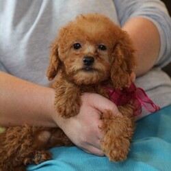 Adopt a dog:Coral/Goldendoodle/Female/15 weeks,Hi, my name is Coral. I am so excited I love to be around people, and you will enjoy being with me! I’m looking forward to meeting my new forever family. Could that be with you? I sure hope so. I am a gorgeous puppy with a personality to match. I am also up to date on my vaccinations and vet checked from head to tail, so when you see me, I will be as healthy as can be. What are you waiting for? I know I will be the best friend you have dreamed of.