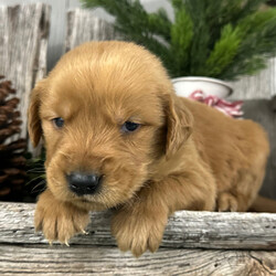 Adopt a dog:Neven/Golden Retriever/Male/5 weeks,Hi, I'm Neven, and I love to play! Everyone always tells me how beautiful I am! I always get happy and excited when you are ready to play because that's what I live for! My parents are both built very beautifully, so I'm hoping to look just like them when I grow up! I love attention and meeting new people, but being your companion is my number one goal! I promise to always love you and be the light of your life! I will come to you with my vaccinations up to date, so I will be healthy and happy. Pick me! I'm super excited to meet you!