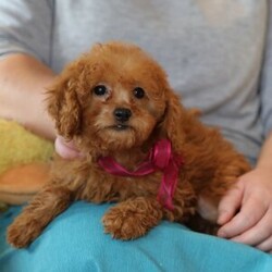 Adopt a dog:Coral/Goldendoodle/Female/15 weeks,Hi, my name is Coral. I am so excited I love to be around people, and you will enjoy being with me! I’m looking forward to meeting my new forever family. Could that be with you? I sure hope so. I am a gorgeous puppy with a personality to match. I am also up to date on my vaccinations and vet checked from head to tail, so when you see me, I will be as healthy as can be. What are you waiting for? I know I will be the best friend you have dreamed of.